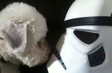 Retired Hearing Dog Gus meets a Stormtrooper